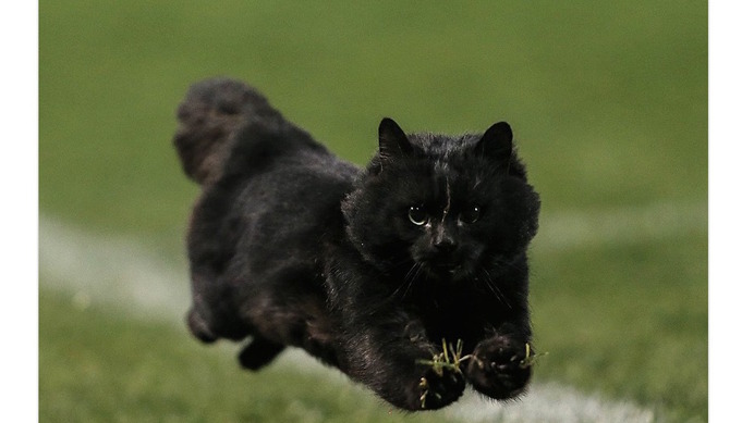 ラグビーの試合に黒猫が乱入…素早いステップで観客騒然