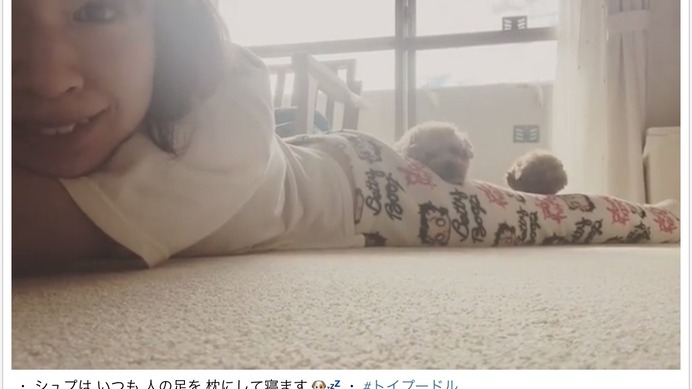 木村沙織の脚を枕にする愛犬 ファン 贅沢な枕やなぁ Cycle やわらかスポーツ情報サイト