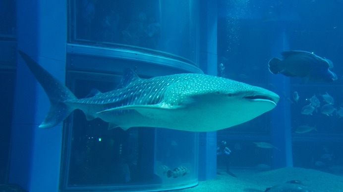 大阪海遊館がジンベエザメの展示を再開（写真＝海遊館）