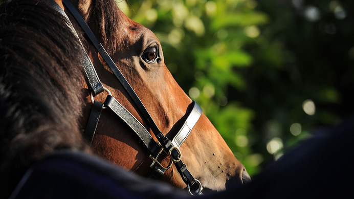 【競馬】朝日杯FS　人気一角のドゥラモンドより買いたい“人気落ち”の馬