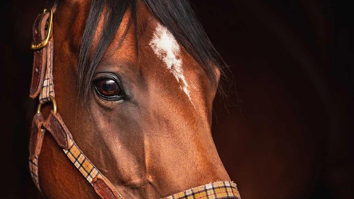 【七夕賞／穴ライズ】前日“10人気”以下の爆穴　「素質馬が描く上昇カーブ、猛暑で大駆け警戒」