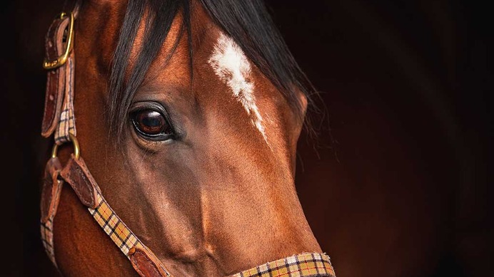 【阪神大賞典／データ攻略】レッドバンデとファミリータイムの「買い or 消し」　伏兵2頭で“ノーマーク厳禁”妙味馬は