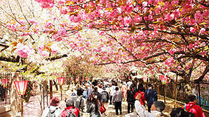 大阪・造幣局南門から桜宮橋側の北門への約560mの桜並木を通り抜ける大阪春の風物詩、「造幣局さくらの通り抜け」が桜の開花に合わせた4月11日（金）から17日（木）までの7日間、開催される。