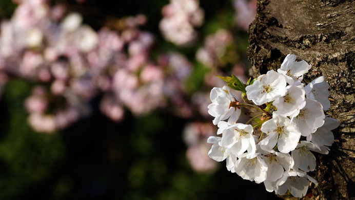 福島交通観光は、4月期間限定で春季観光バス「吾妻の雪うさぎ号」と「三春滝桜と紅枝垂地蔵桜」の2コースを運行する。
