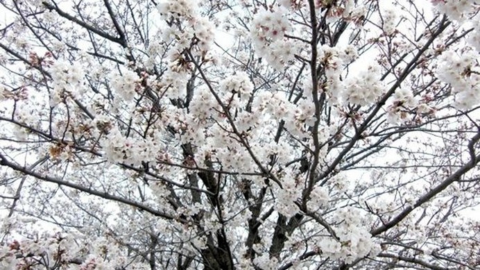 気象庁は25日、東京で桜（ソメイヨシノ）が開花したと発表した。