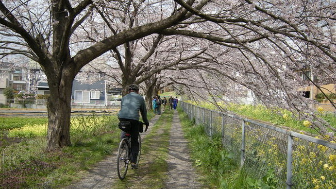 最速となった高知市に続き、全国各地で桜の開花が発表されています。初夏を思わせる陽気に誘われ、花見を思い立った人も多いのでは。よく知られた桜の名所のなかには、川沿いに続く桜並木もあります。権現堂桜堤（埼玉県幸手市）や目黒川（東京都目黒区）、山崎川四季の