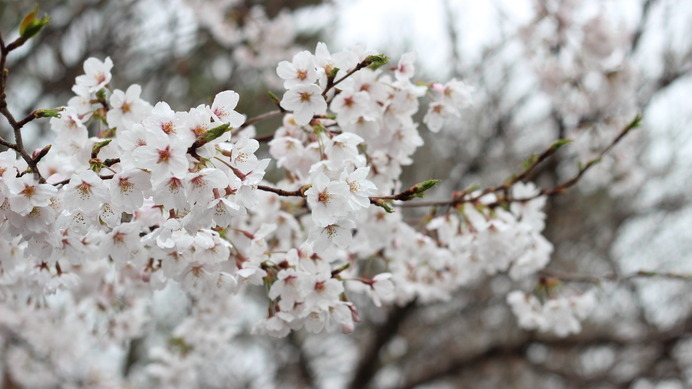 日本を代表する花・桜。この花を見ると、無性に花見をしたくなるのは、筆者だけではない筈。