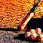 巨人が延長12回の死闘の末、劇的サヨナラ勝利…坂本勇人が決めた