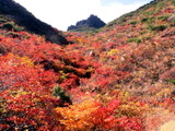 【小さな山旅】イロトリドリの世界を歩く紅葉ハイク…福島県・安達太良山（2） 画像