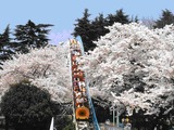 としまえん園内を走る「ひかリノベ桜リレーマラソンinとしまえん」4月2日 画像