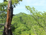 【小さな山旅】小さな山での、小さな遭難…茨城県・亀ヶ淵山（2） 画像