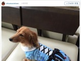 荒川静香、お洋服を着せた愛犬を披露…ファンは「可愛い～」の声 画像