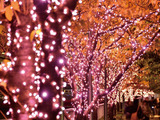 今年の目黒川イルミネーションは桜色！点灯区間延長と約42万個のLEDで“冬の桜”を演出 画像