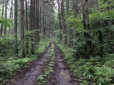 【小さな山旅】 MTB経験者の練習にも適した山…井殿山（２） 画像