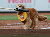 米マイナーで人気博した“バット犬”急逝…球団GM「計り知れなく大きい存在」 画像