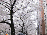 疋田智の連載コラムはみごとな姿を見せた桜の話 画像