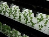 【シーテック14】東芝は野菜も作る！11月から購入可能 画像