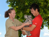 【テニス】オーストラリアでコアラをと戯れる錦織圭 画像