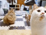 豆まき猫がかわいすぎる　ニコ動 画像