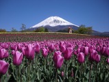 富士の裾野でチューリップ　5月3日 画像
