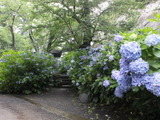 【小さな山旅】雨が似合う寺…雨引山（3） 画像