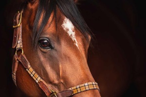 【オークス／血統ペース理論】「遺伝背景から診て道悪は鬼」想定逃げ馬のペースに適合する“伏兵” 画像