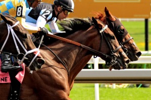 【エリザベス女王杯／追い切り診断】3歳一角に高評価「A」　落ち着き払って自己ベスト更新　“高値安定のデキ”に太鼓判 画像