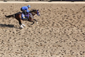 【チャンピオンズC／穴ライズ】前日“10人気”前後に「元サヤ効果」で復調気配あり　人気暴落の今が買い時 画像