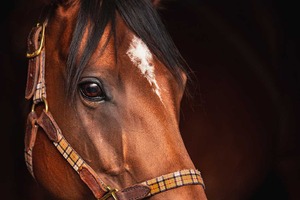 【根岸S／データ攻略】エンペラーワケアとインユアパレスの「買い or 消し」　“馬券内率75％”不動の本命候補は 画像