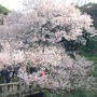 新宿御苑で桜を見るならこの3本！…オフィスに飽きたら桜の下で仕事しよう