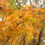 秋の到来を感じさせる、尾瀬ヶ原の紅葉