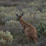 自然のカンガルーも