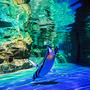 クラゲとペンギンの大型水槽で春の特別演出がスタートした「すみだ水族館」