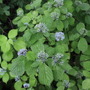 紫陽花。梅雨入り直後の登山日。季節ならでは植物に会えるのも里山ハイクの魅力のひとつ。