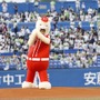 交流戦史上初の着ぐるみ始球式！ひょっこりはんがノーバン投球