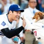 【MLB】大谷翔平の愛犬・デコピンが“最優秀始球式”で初受賞　「何回見てもお利口さん」「可愛すぎる」