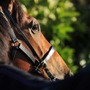 【オークス／危険な人気馬】“名牝も敗れた”前走の完勝ぶりが裏目に出る可能性　「0.0.0.61」が物語る距離不安も