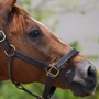 【日本ダービー/追い切り診断】2強に割って入る実力馬に高評価「A」 折り合い強化で楽に好時計 「いよいよ本格化ムード」
