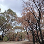 Bushfire Adelaide hills