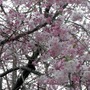 　ウェザーニューズは、桜シーズン到来に向けて、桜の名所や公園などを対象とした桜の開花予想を発表している。見頃が短い桜の開花時期を事前に知ってもらい、“ニッポンの桜”を楽しんでもらうことを目的としている。