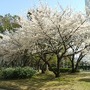5月18日に開催されるツアー・オブ・ジャパン堺ステージの会場となる大仙公園（大阪府堺市）の桜が3月下旬から見ごろを迎える。例年、4月上旬には約400本のソメイヨシノやオオシマザクラが満開となり園内の桜の園で花見イベントも行われる。
