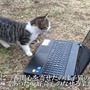 公園の野良猫に猫の動画を見せるとどんな反応をする？
