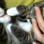 頭をなでるとすぐ寝ちゃう猫がかわいすぎる…ニコ動