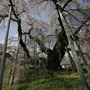 福島県・三春の滝桜