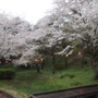 桜山公園の桜。桜の季節は桜山一帯が桜色に染まる。