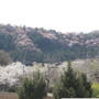 施設内から見た周辺の景色。山桜のピンクが点々としていてきれい。