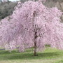 駐車場にある山桜。迫力満点の咲きっぷりであった。