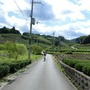 日本で最も美しい村と呼ばれる京都府相楽郡和束町