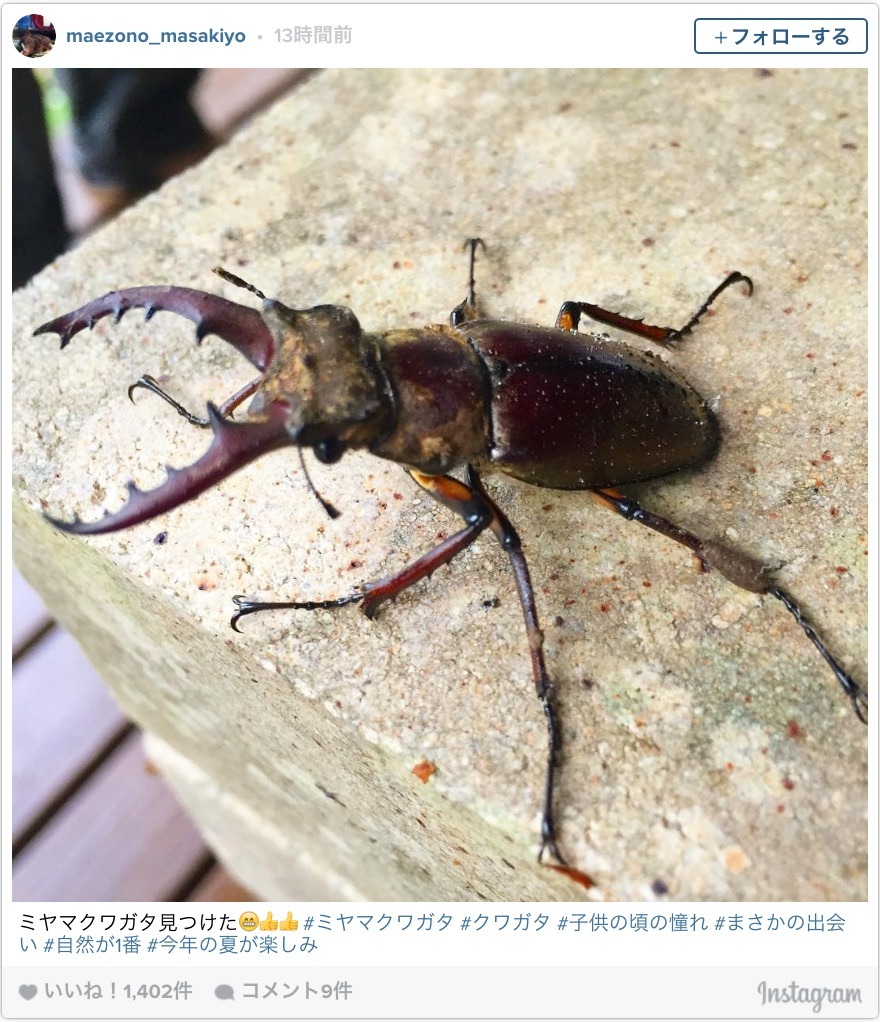 前園真聖 ミヤマクワガタ見つけた 子供の頃の憧れ Cycle やわらかスポーツ情報サイト