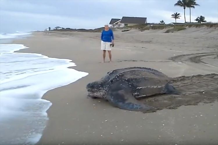 動画 スケールが違う 産卵を終えた世界最大級のウミガメが海へ戻っていく様子 Cycle やわらかスポーツ情報サイト